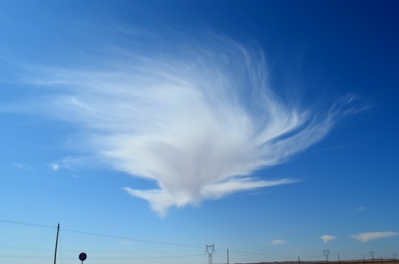 偶遇天上飞来一只凤凰