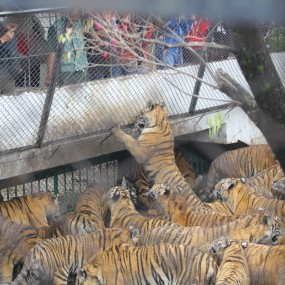 东北虎林园【凶猛霸王东北虎】