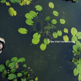 出淤泥而不染，濯清涟而不妖