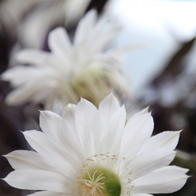 花卉仙人球昙花一现