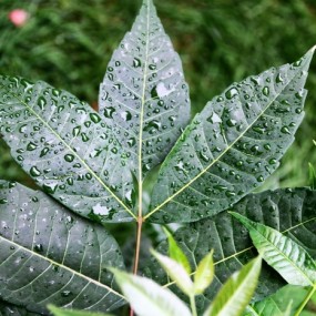 试试下雨天的情境下，1750的效果