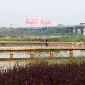 湿地公园几张桥的风姿