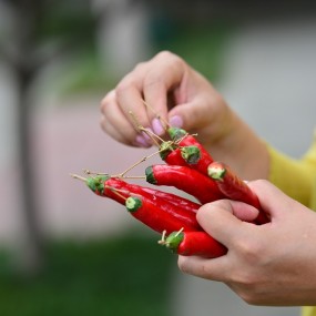 看看辣椒是怎么生长的