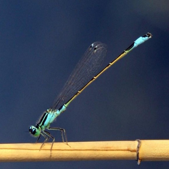 芦苇荡翩翩起舞的小蜻蜓