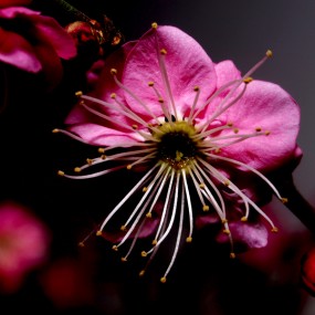 冬日~梅花。。。