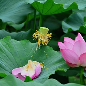 丰庆公园拍荷花。万像更新2012.6.26