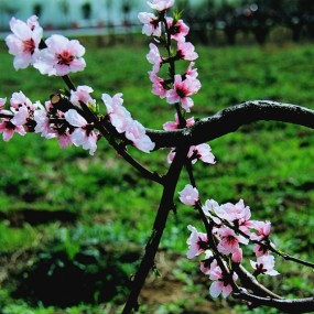 桃红梨白都是花