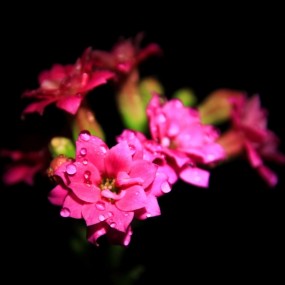 午夜，漆黑的房间，一盏LED灯，长寿花