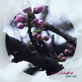 桃园桃花始盛开