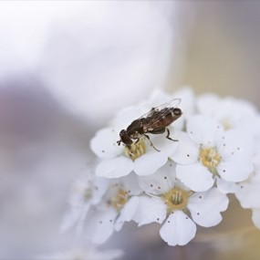 森林里的植物世界（10）