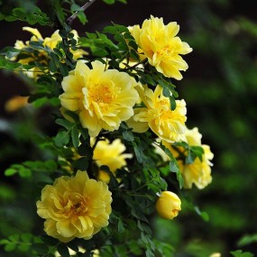 庭院小花——黄刺梅