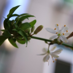 我的吊兰开花了！~