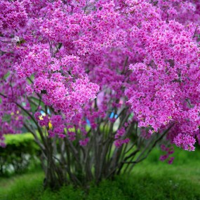 花都开好了。 你可曾来过？