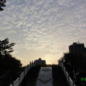 昨天傍晚拍于环城西苑的pp