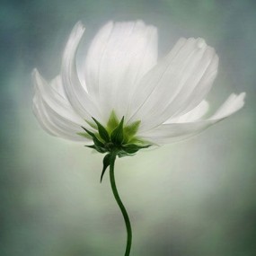 曼迪迪舍斯的《灯塔》