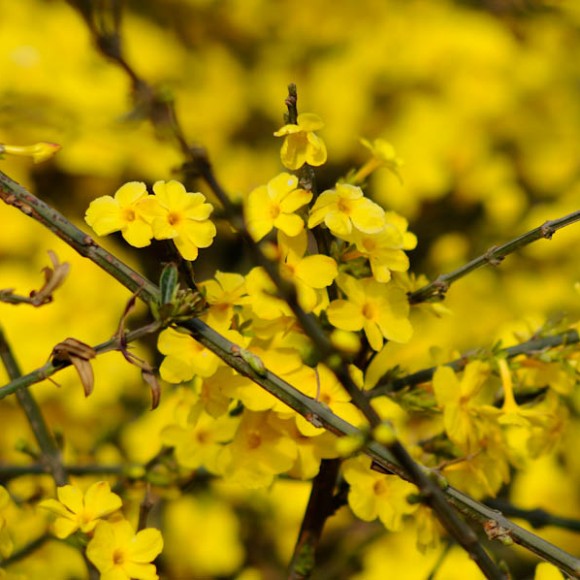 春天来了--迎春花开