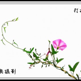 高调打碗花
