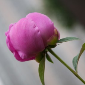 去时芍药才堪赠，看却残花已度春。