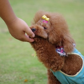 狗狗的精彩-航海王基德