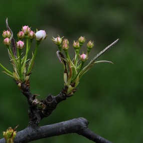 含苞待放的梨花