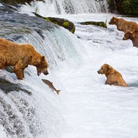 2010年度动物照片