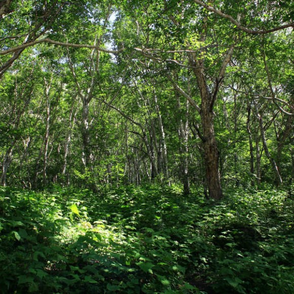 长白山的树——