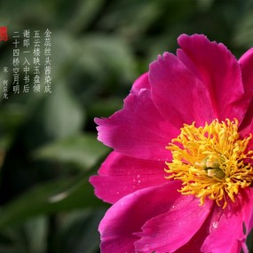 一组芍药花桌面