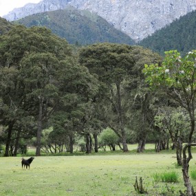 《山野在呼唤》