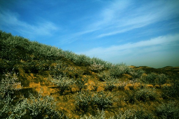 杏花。。。黄土高原上美丽的精灵