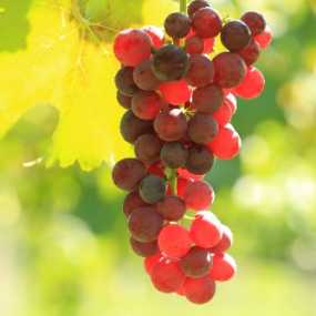 玉阑秋色葡萄熟