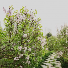 2015年春天的记忆