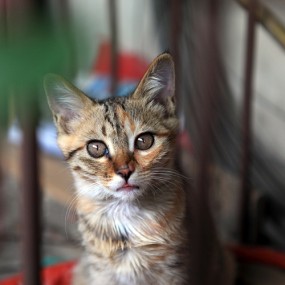 邻居家的小猫咪第二季