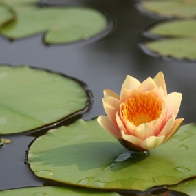 荷塘系列--莲花