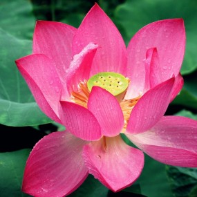 《雨中的娇艳》