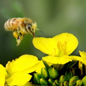 油菜花开骆驼岭