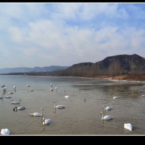 三湾天鹅湖
