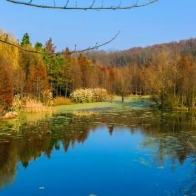 梅花谷中的湿地