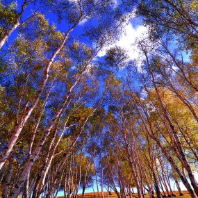 秋日坝上，秋日的梦！