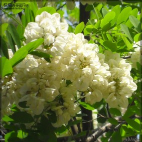 那些年，那些花儿　Those years, those flowers