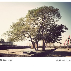 西安城墙上的树