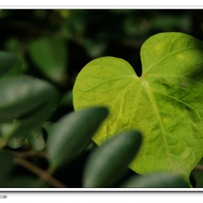 第一次捏微距  请指教