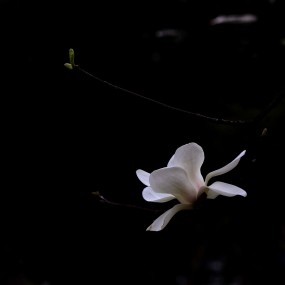 晶莹无暇玉兰花