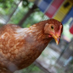 新手·试发一下！！！