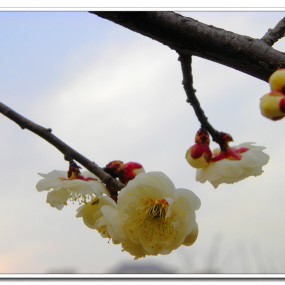 白梅花开（二）