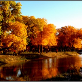 我在额济纳拍胡杨、黑城、怪树林