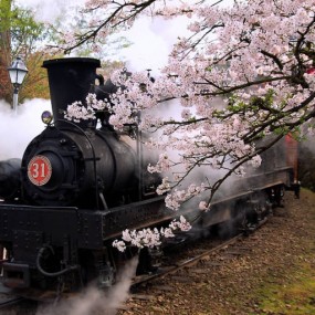 全世界樱花都开了！就等你来赏！