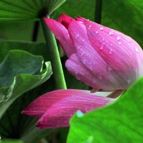 晨光下的荷花（二）