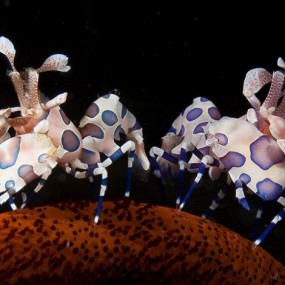 2010年最佳海底摄影作品