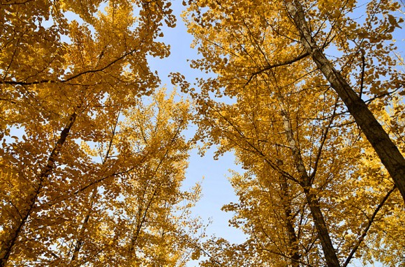 汉阳陵拍银杏树