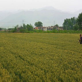 野田耕耨余，但渐麦穗黄